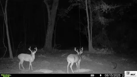 Other - 235 Carter Rd, Calhoun, LA 71225 photo 13 of 14