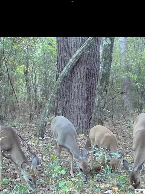 Other - 719 Caples Rd, West Monroe, LA 71292 photo 16 of 16