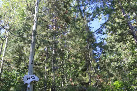 7480 Pinetree Rd, Victor, ID 83455 photo 33