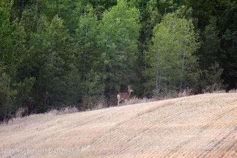 Deckers Pt Road, Felt, ID 83424