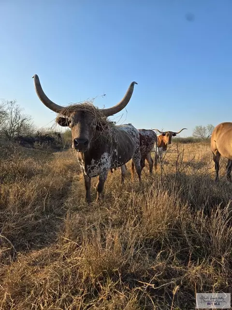 000 W Fm 675, San Benito, TX 78586