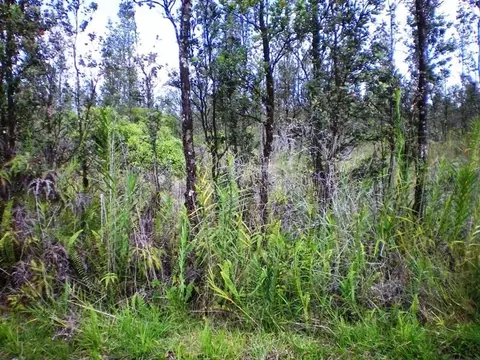 Palaninui, Mountain View, HI 96771