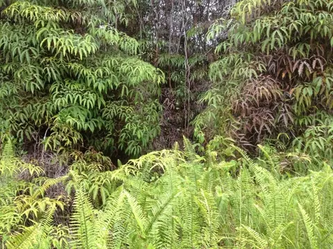 Undisclosed, Volcano, HI 96785