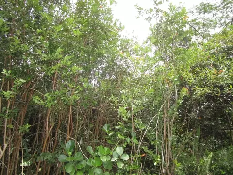 Ainaloa Dr, Pahoa, HI 96778