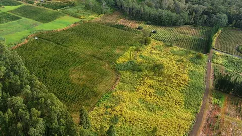 Lot 26 Moa'ula, Pahala, HI 96777
