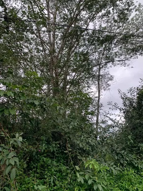 Driftwood Ln, Pahoa, HI 96778