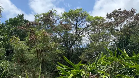94-6297 Puka St, Naalehu, HI 96772