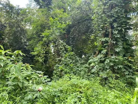 S Puni Makai Lp, Pahoa, HI 96778