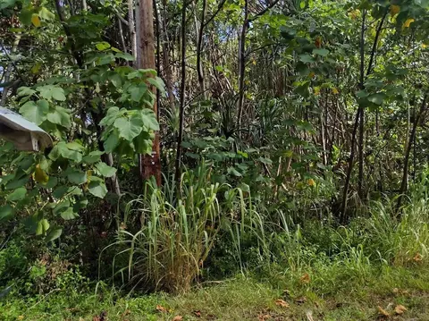 Koaekea St, Pahoa, HI 96778