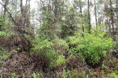 Lahaina Rd, Pahoa, HI 96778