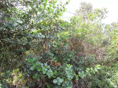 Pahoa Rd, Keaau, HI 96760