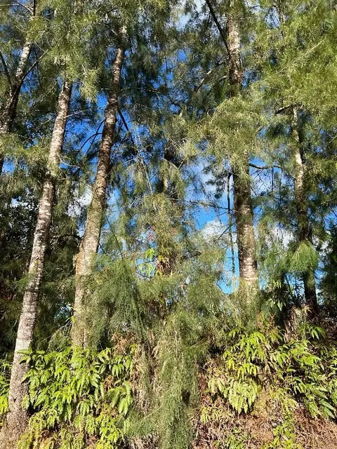 Pikake St, Mountain View, HI 96771