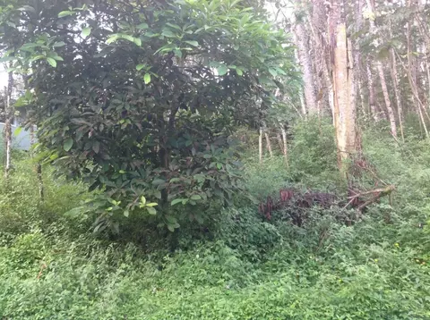 Lehua Rd, Pahoa, HI 96778