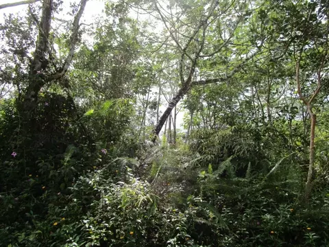 Kona Rd, Pahoa, HI 96778
