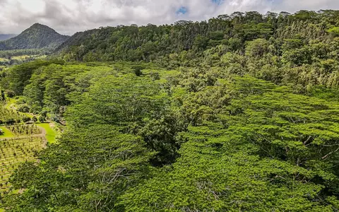 Lot 30 Moa'ula, Pahala, HI 96777