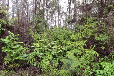 Anuhea St, Volcano, HI 96785