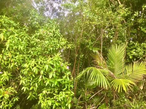 15-1478 1st Ave, Keaau, HI 96749