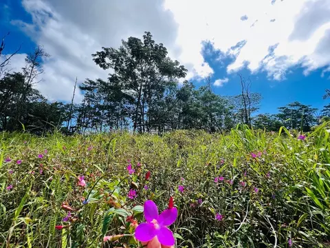 Sandalwood Ct, Kurtistown, HI 96760