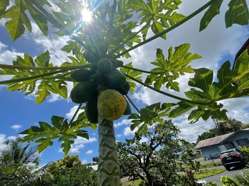 Exterior - 126 W Kinai Pl, Hilo, HI 96720 photo 9 of 13