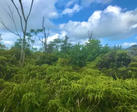 Beach Rd, Keaau, HI 96749