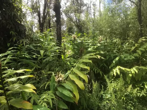 Omeka Rd, Volcano, HI 96785 photo 5