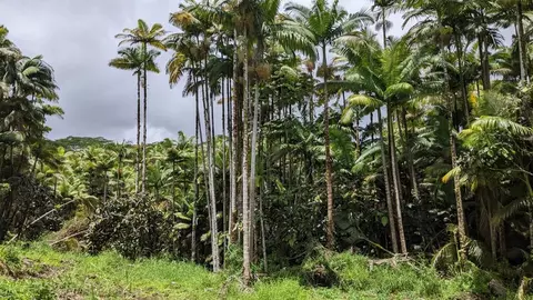 Volcano Rd, Mountain View, HI 96771