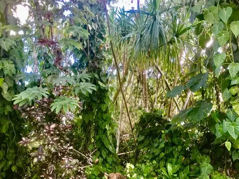 S Opae St, Pahoa, HI 96778