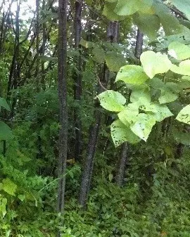 N Oopu St, Pahoa, HI 96778