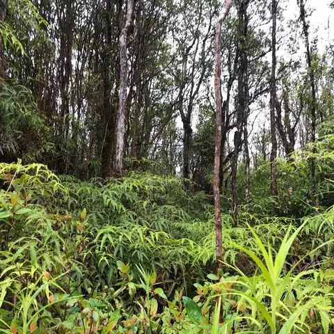 Ahiukau St, Mountain View, HI 96771