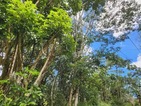 Center Circle, Pahoa, HI 96778