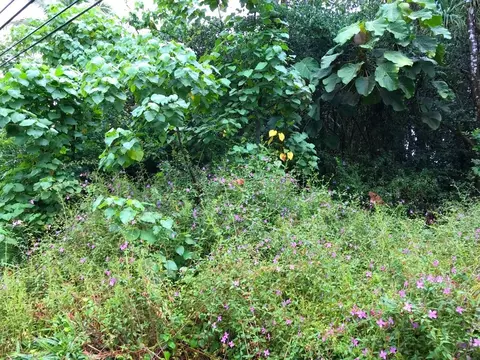 S Kahakai Blvd, Pahoa, HI 96778