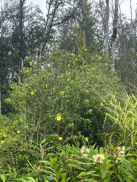 Tangerine Dr, Pahoa, HI 96778