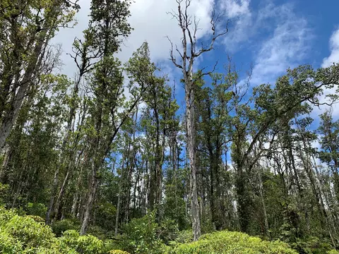 Tangerine Dr, Pahoa, HI 96778