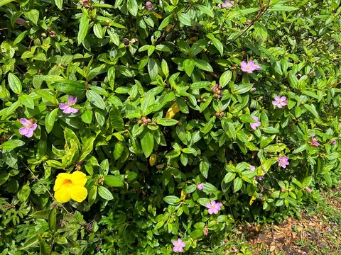 Ocean View Pkwy, Pahoa, HI 96778