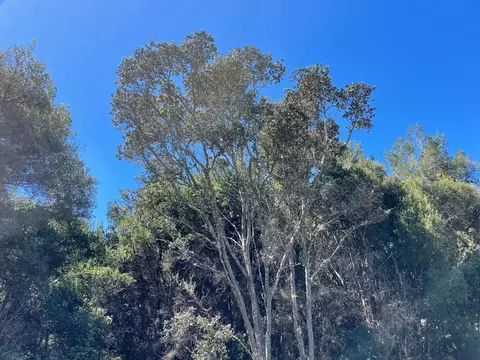 9 Painiu Loop, Volcano, HI 96785