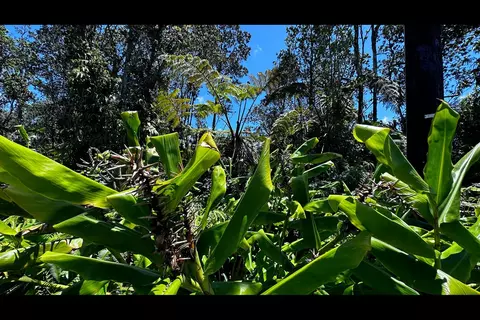 Alii Koa St, Volcano, HI 96785
