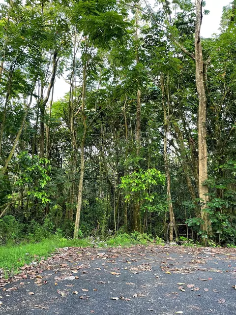 15-2681 Manalo St, Pahoa, HI 96778