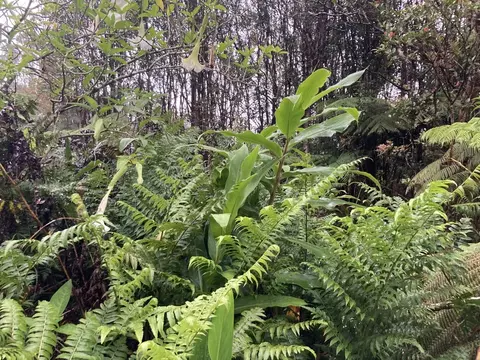 Road 4, Volcano, HI 96785