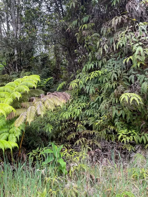 Liona St, Volcano, HI 96785