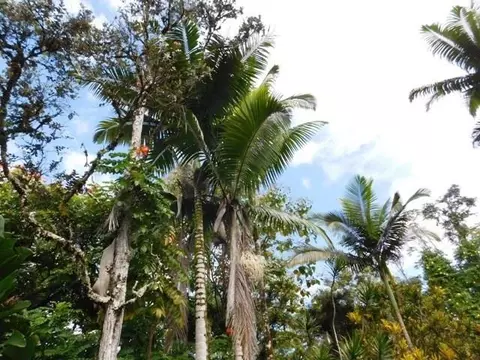 Maiko St, Pahoa, HI 96778