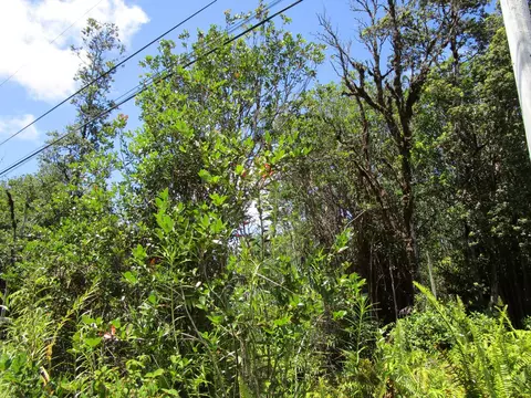 Road 7, Mountain View, HI 96760