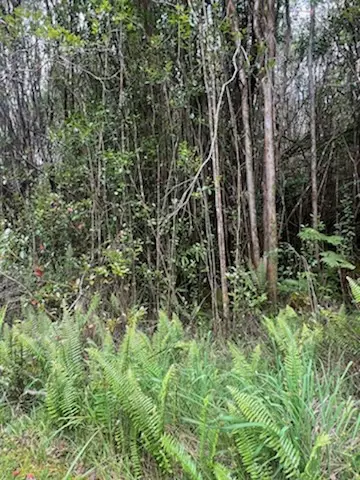 Road 5, Volcano, HI 96785