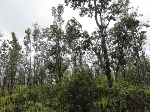 Road 4, Mountain View, HI 96760