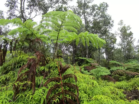 Nahelenani St, Volcano, HI 96785