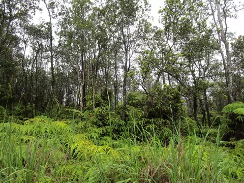 Anuhea St, Volcano, HI 96785