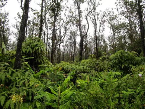 Kilnahe Rd, Volcano, HI 96785