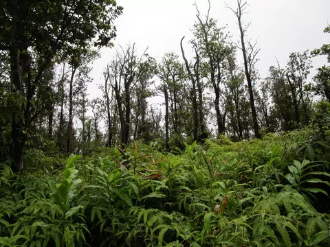 Makoa Rd, Volcano, HI 96785
