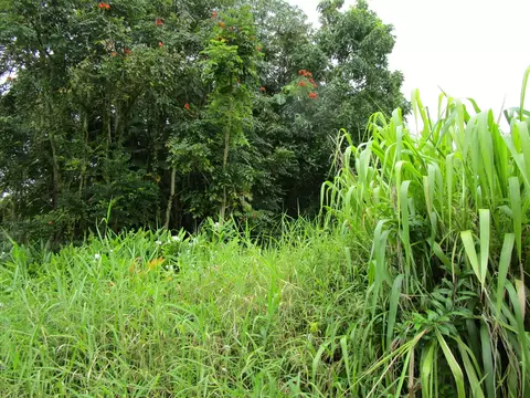 Lehua Dr, Pahoa, HI 96778