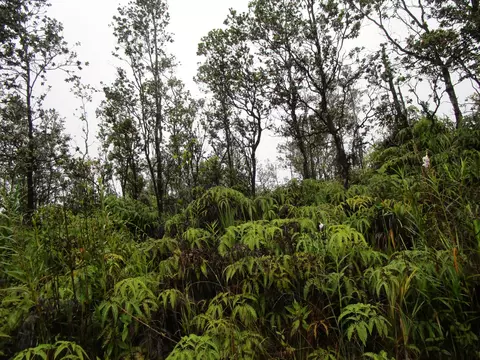 Ala Naulani Rd, Volcano, HI 96785