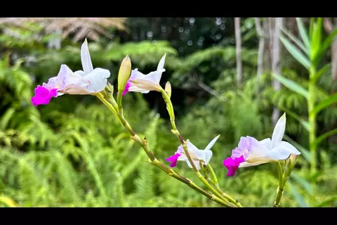 Road 6, Mountain View, HI 96760